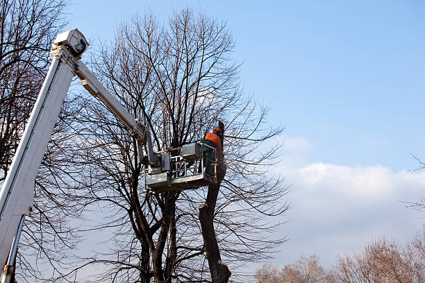 How Our Tree Care Process Works  in  Kensington Park, FL